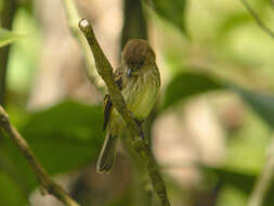 Image of Bran-colored Flycatcher