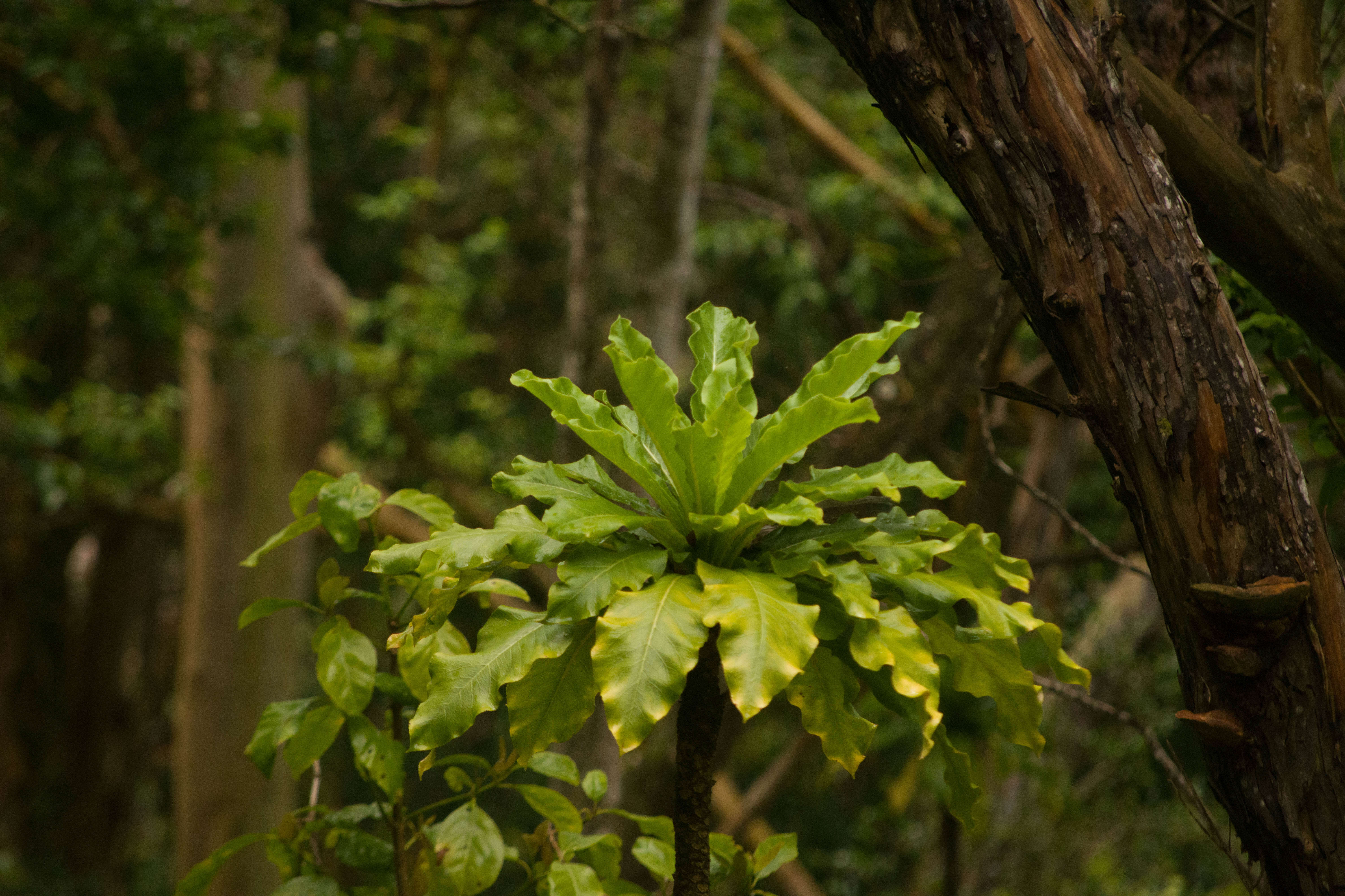 Sivun Cyanea superba (Cham.) A. Gray kuva