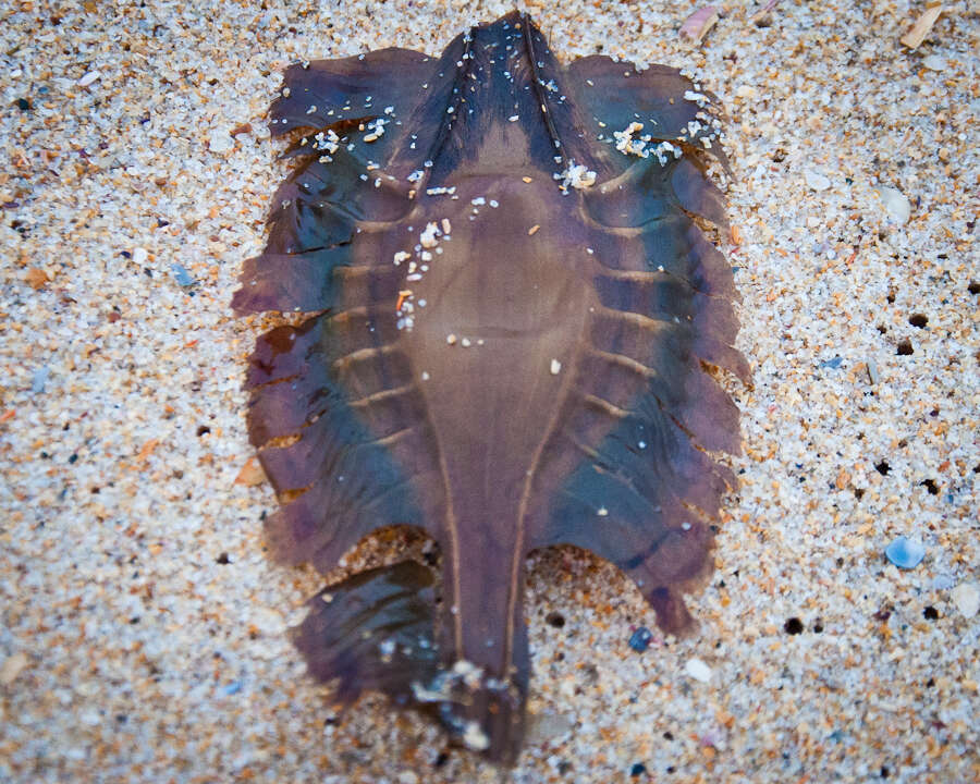 Imagem de Callorhinchus capensis Duméril 1865