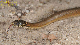 Image of Japanese Keelback