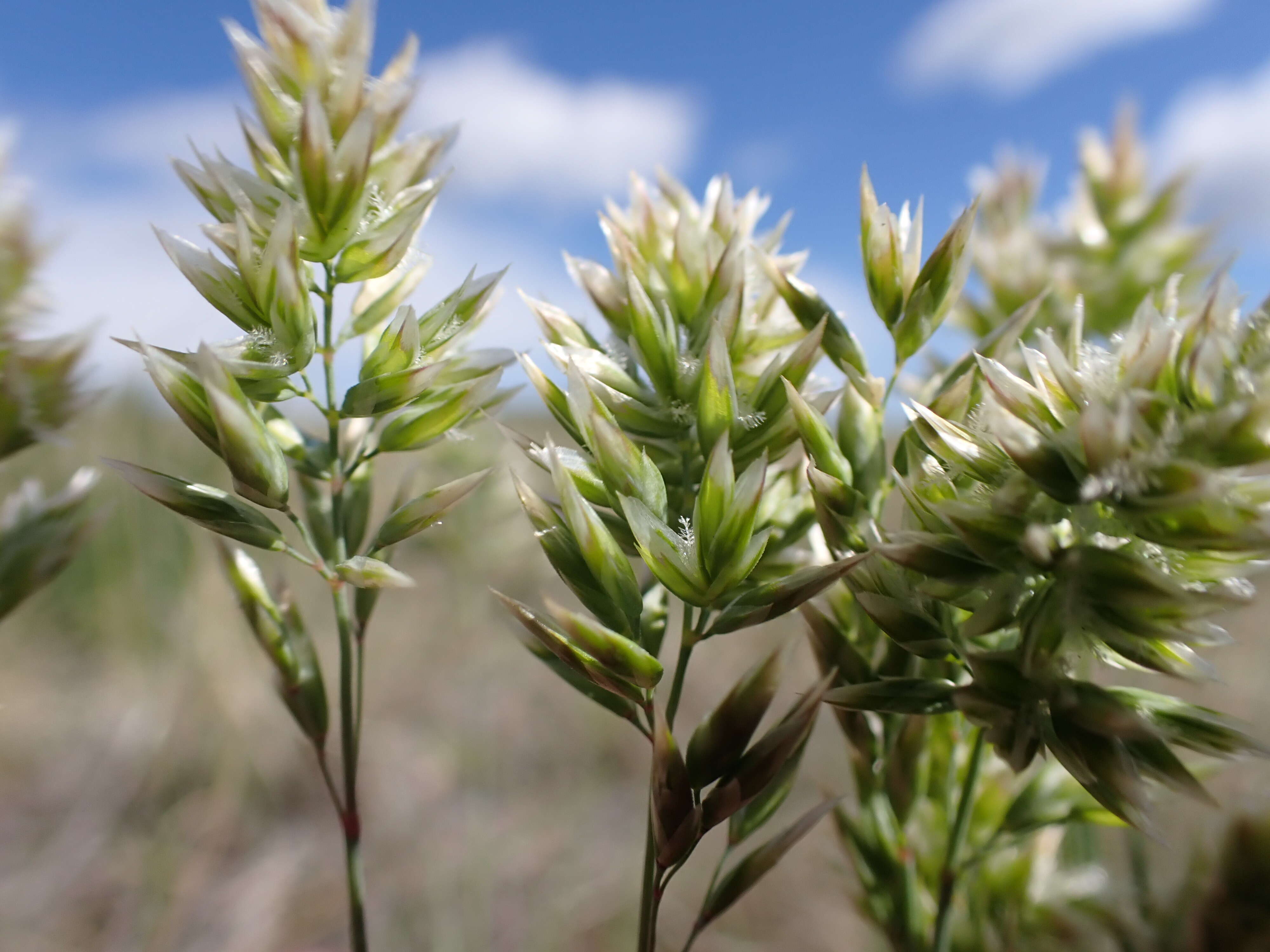 Image de Poa fendleriana (Steud.) Vasey