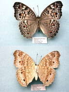 Plancia ëd Junonia atlites Linnaeus 1763