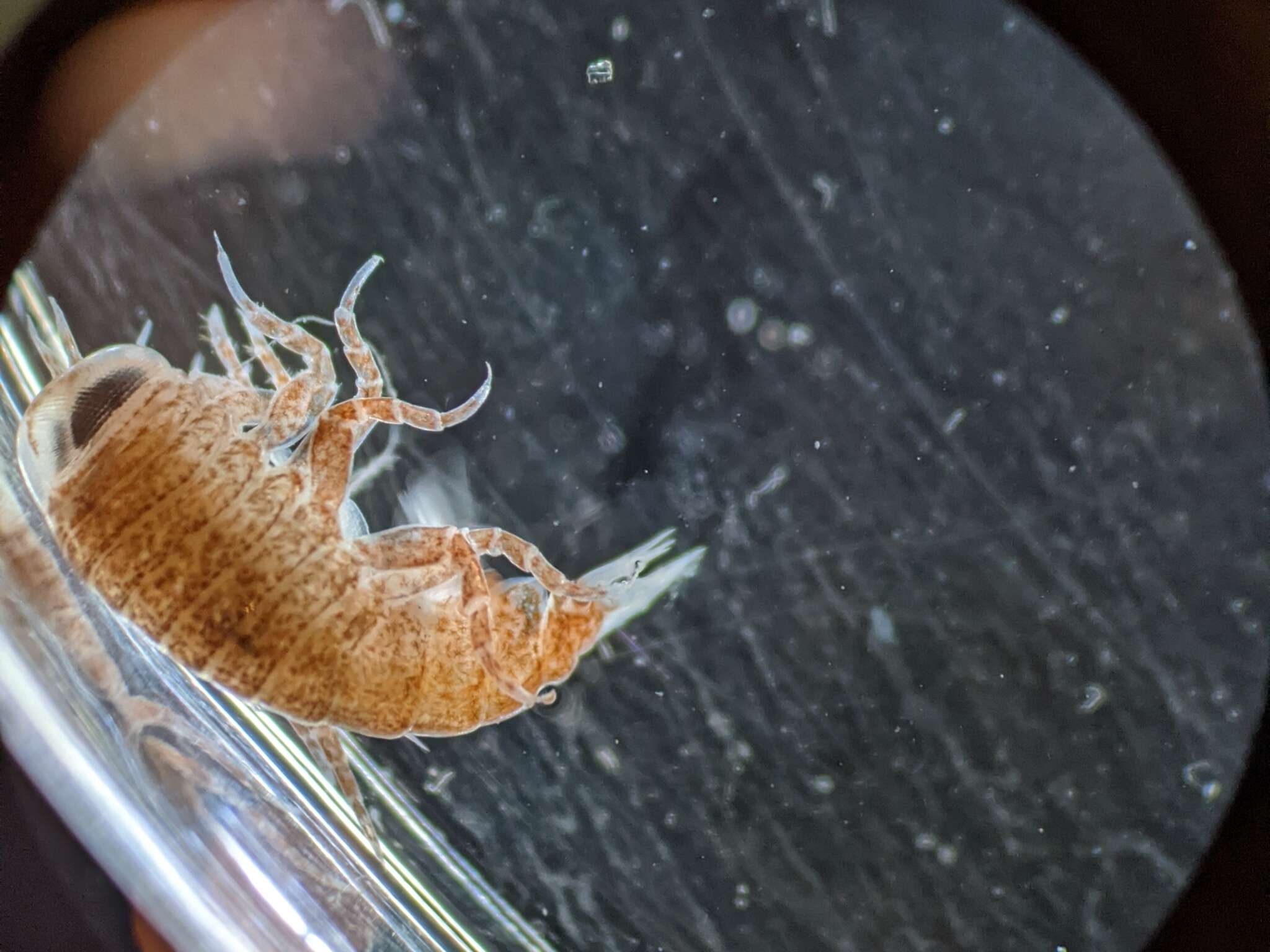 Image of jellyfish amphipods