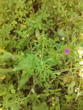 Image of <i>Geranium columbinum</i>