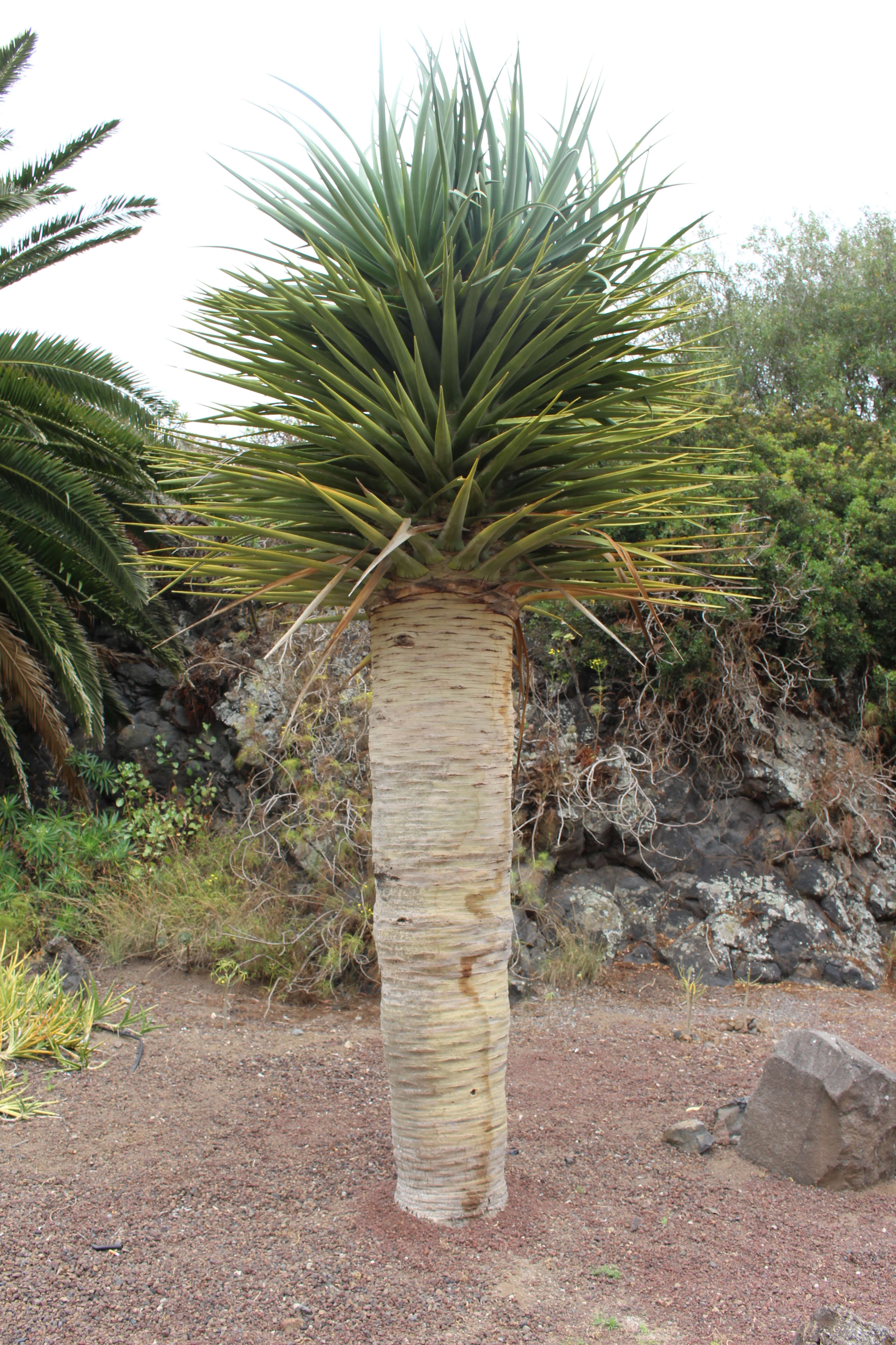 Слика од Dracaena tamaranae Marrero Rodr., R. S. Almeira & M. Gonzáles-Martin