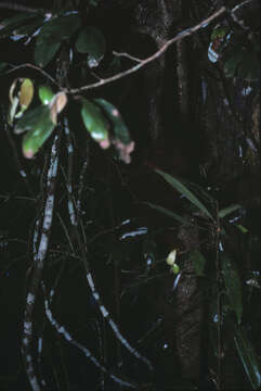 Image of Coppery Brushtail Possum