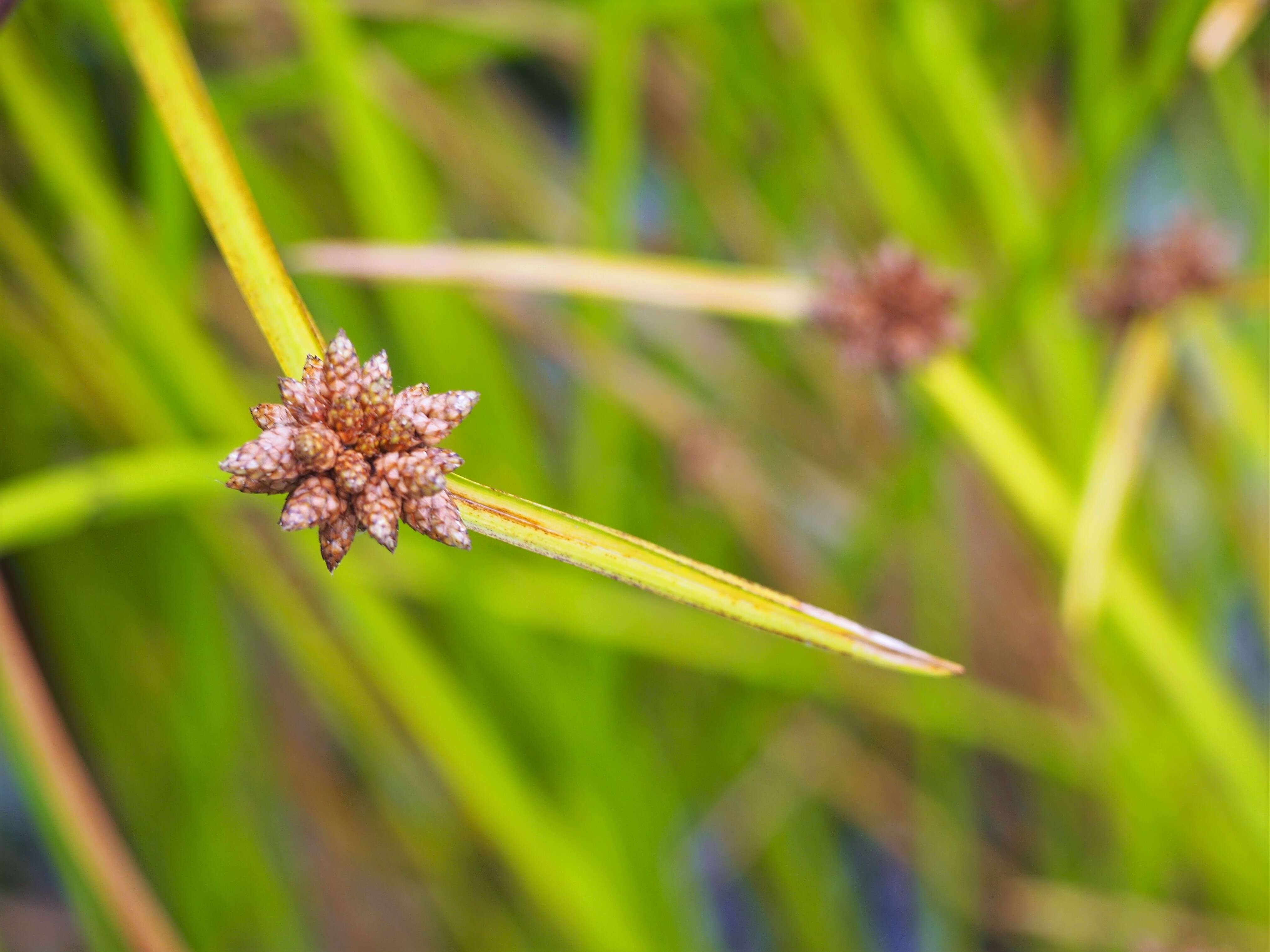 Sivun Schoenoplectiella mucronata (L.) J. Jung & H. K. Choi kuva