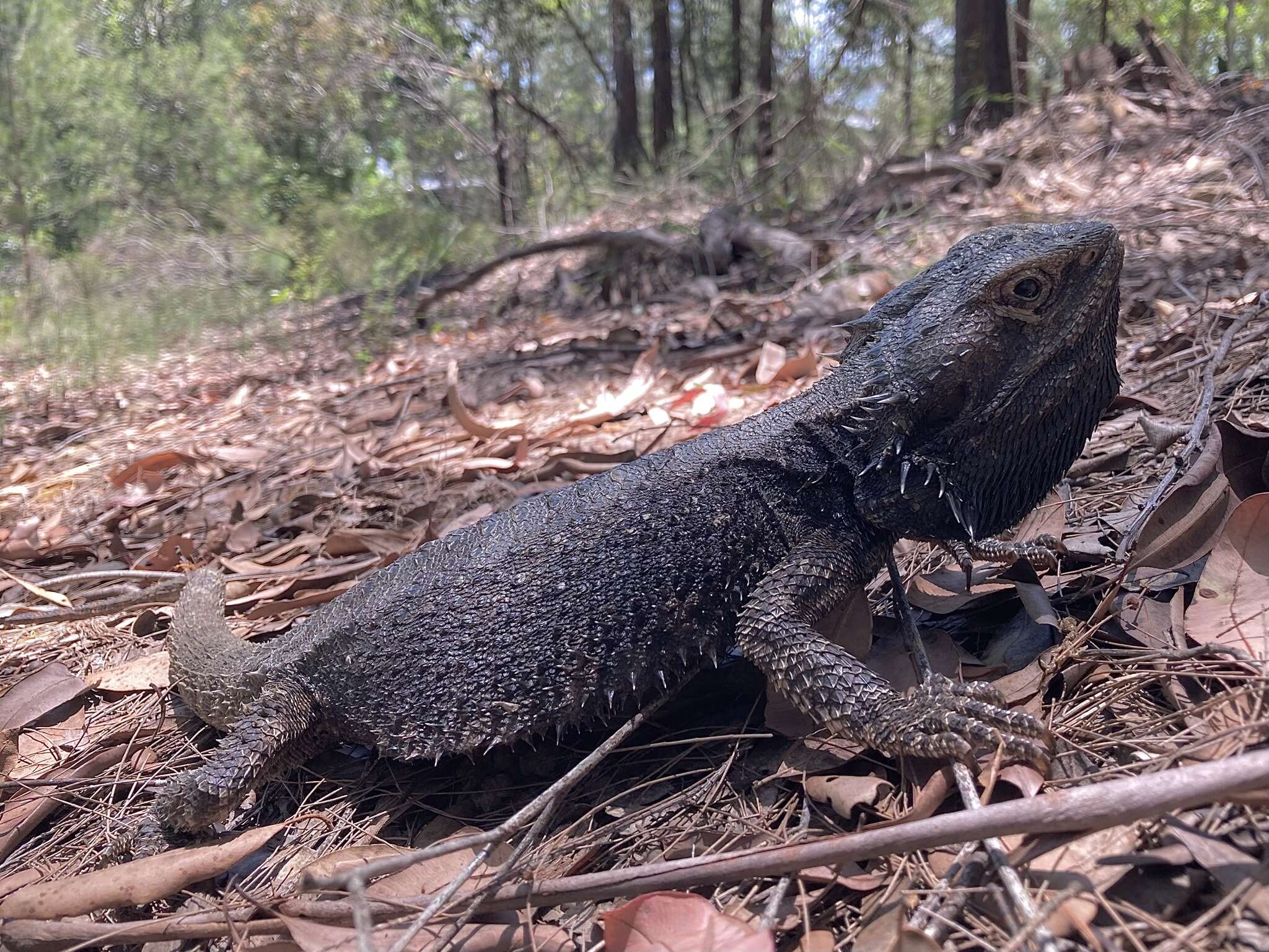 Image of Bearded Dragon