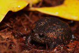 Image of short-headed frogs