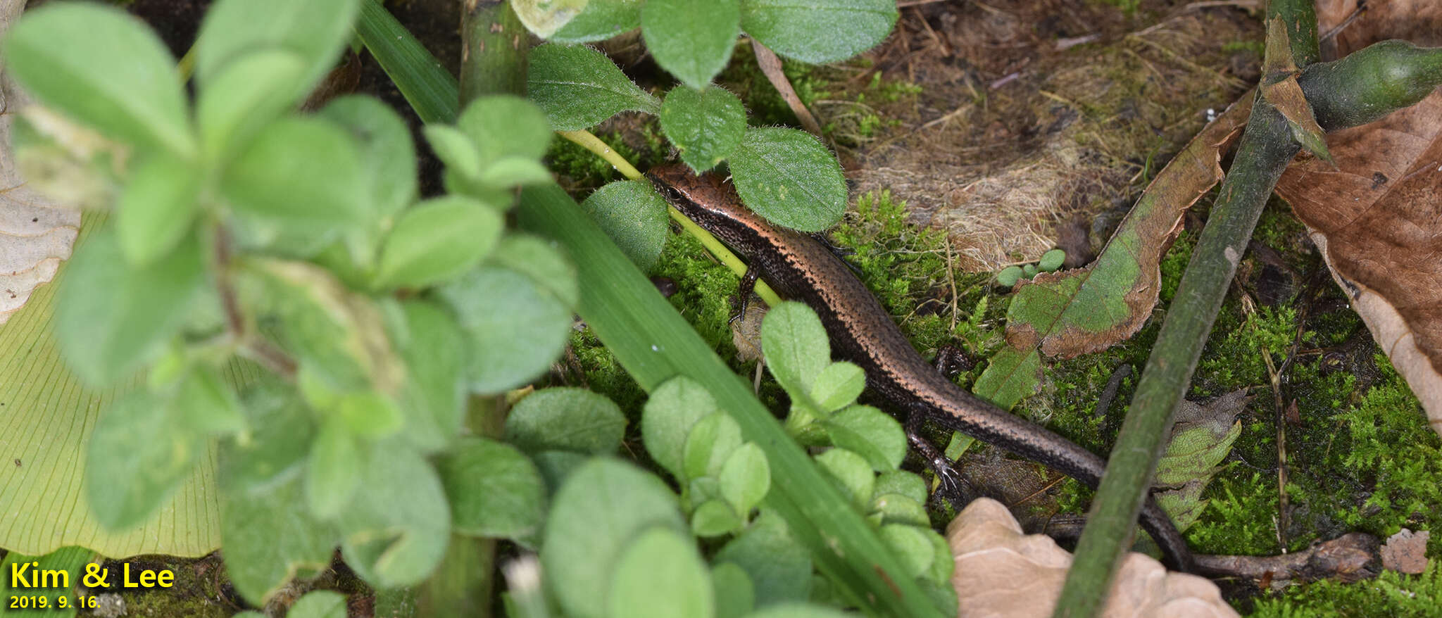 Image of Tsushima Ground Skink