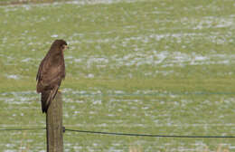 Image of Common Buzzard