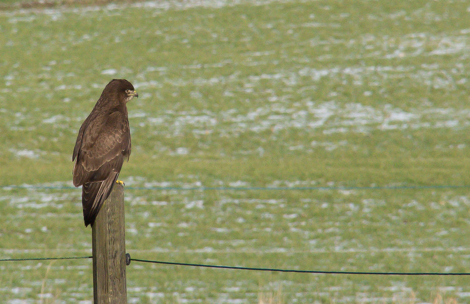 Image of Common Buzzard