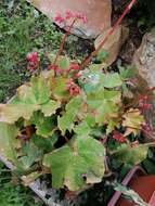 Image of starleaf begonia