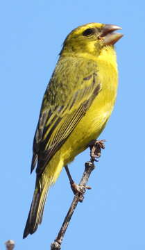 Image of Brimstone Canary