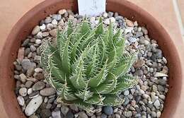 Image of Haworthia maraisii Poelln.