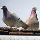 Image of Carrier Pigeon