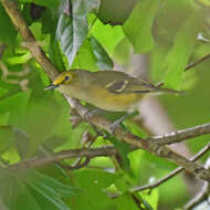 Слика од Vireo griseus (Boddaert 1783)