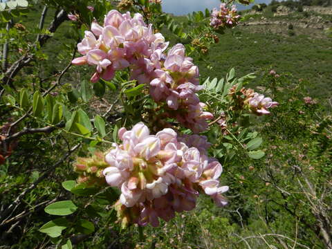 Imagem de Robinia neomexicana A. Gray