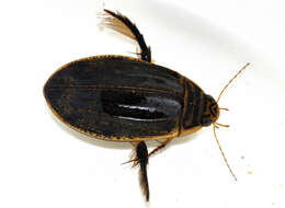 Image of Grooved Diving Beetle