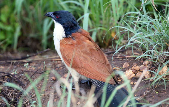 Image of Burchell's Coucal