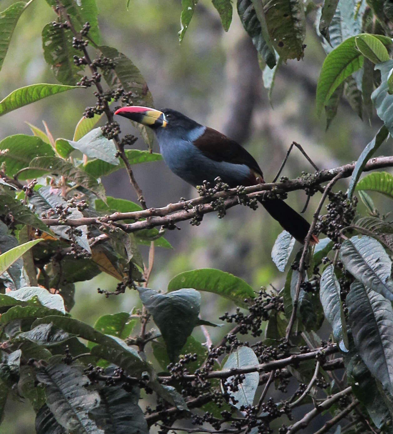 Image de Toucan bleu