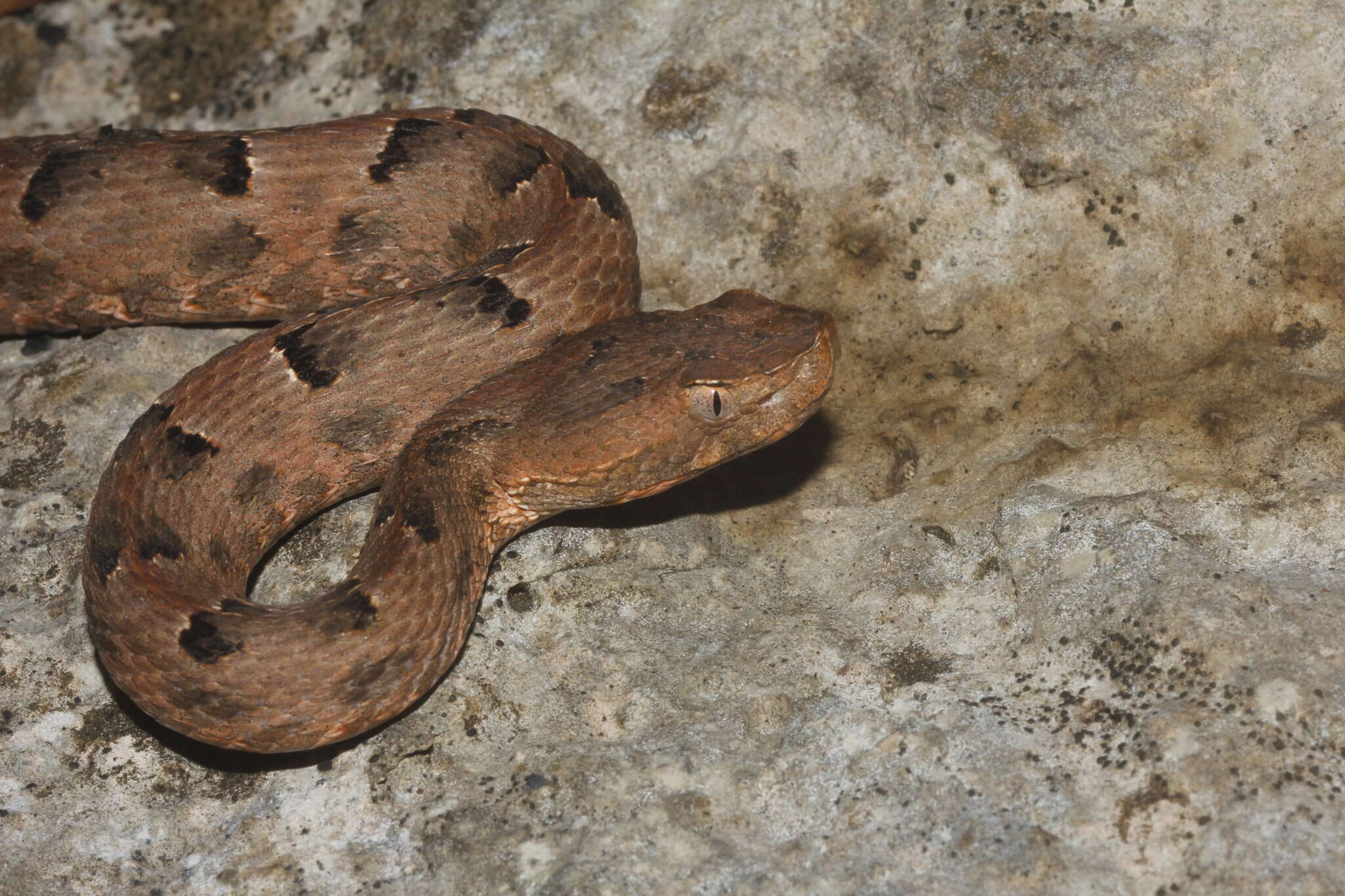 Image of Yucatán Hognose Viper