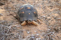 Image of Radiated Tortoise