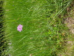 Image of dove pincushions