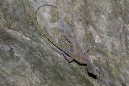 Image of West Cuban Anole