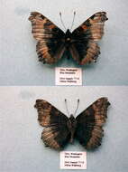 Image of Milbert's Tortoiseshell