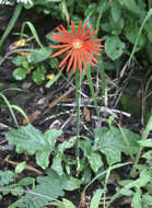 Image of Barberton daisy