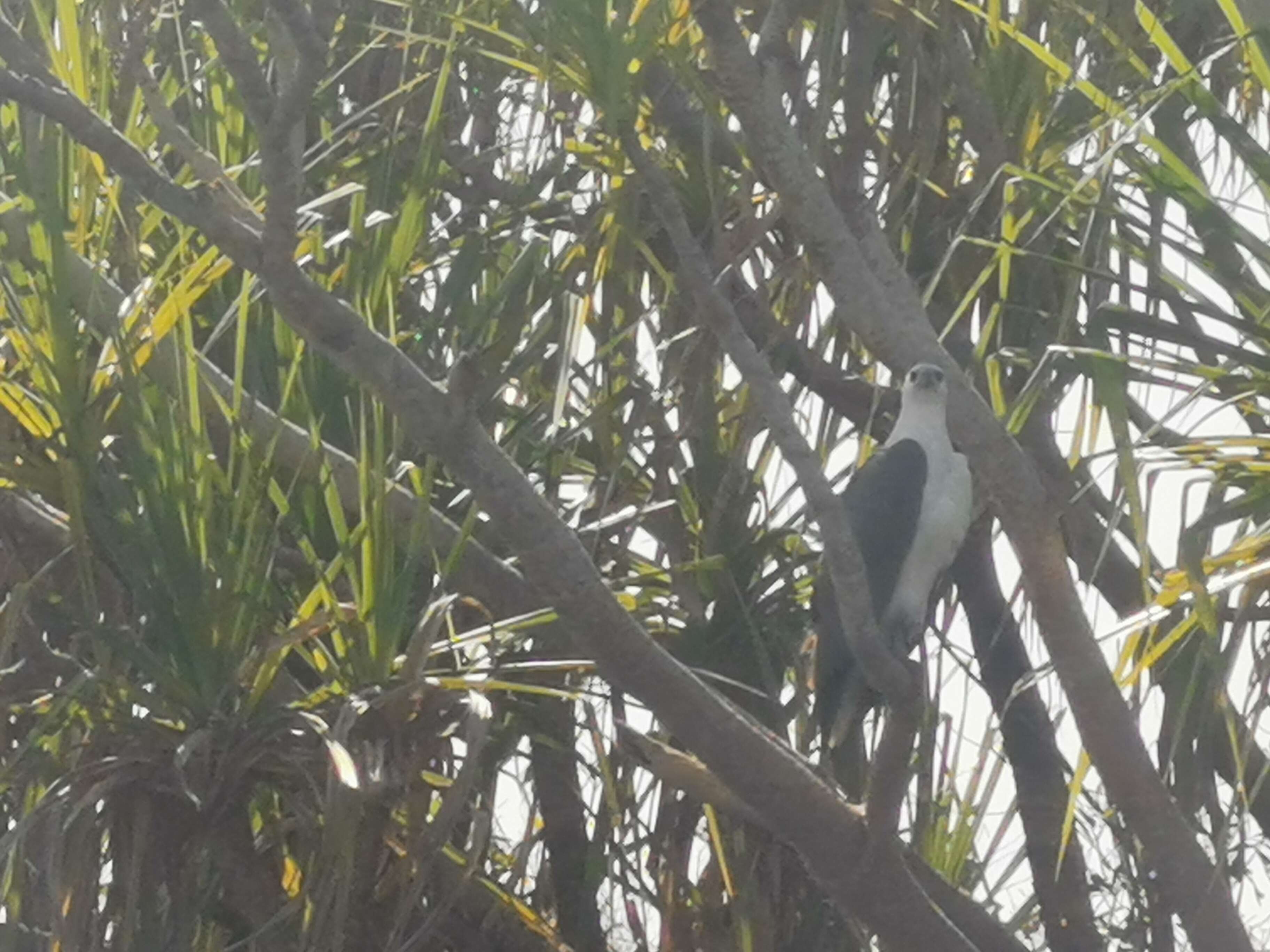 Image of White-bellied Sea Eagle