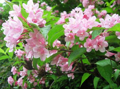 Image of Weigela hortensis (Sieb. & Zucc.) K. Koch