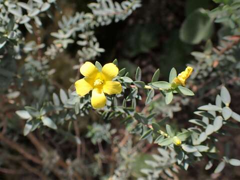 Image of Egyptian Saint John's Wort