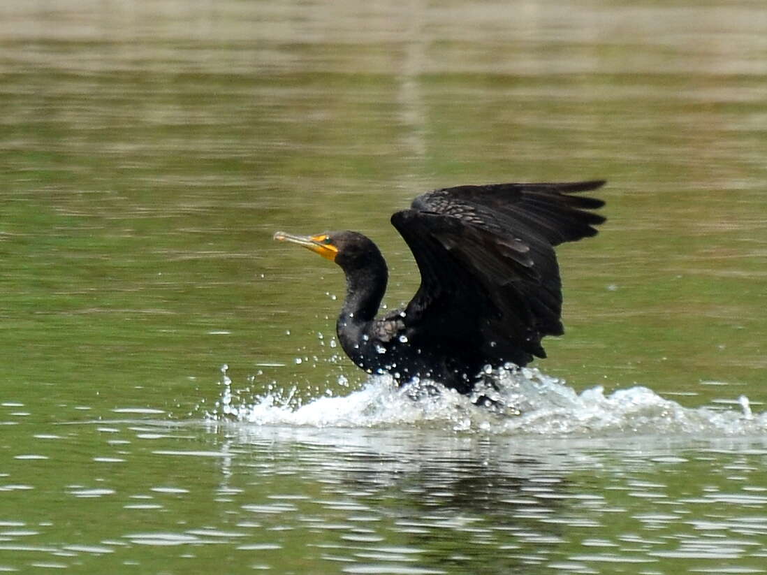 Plancia ëd Phalacrocorax auritus (Lesson & R 1831)