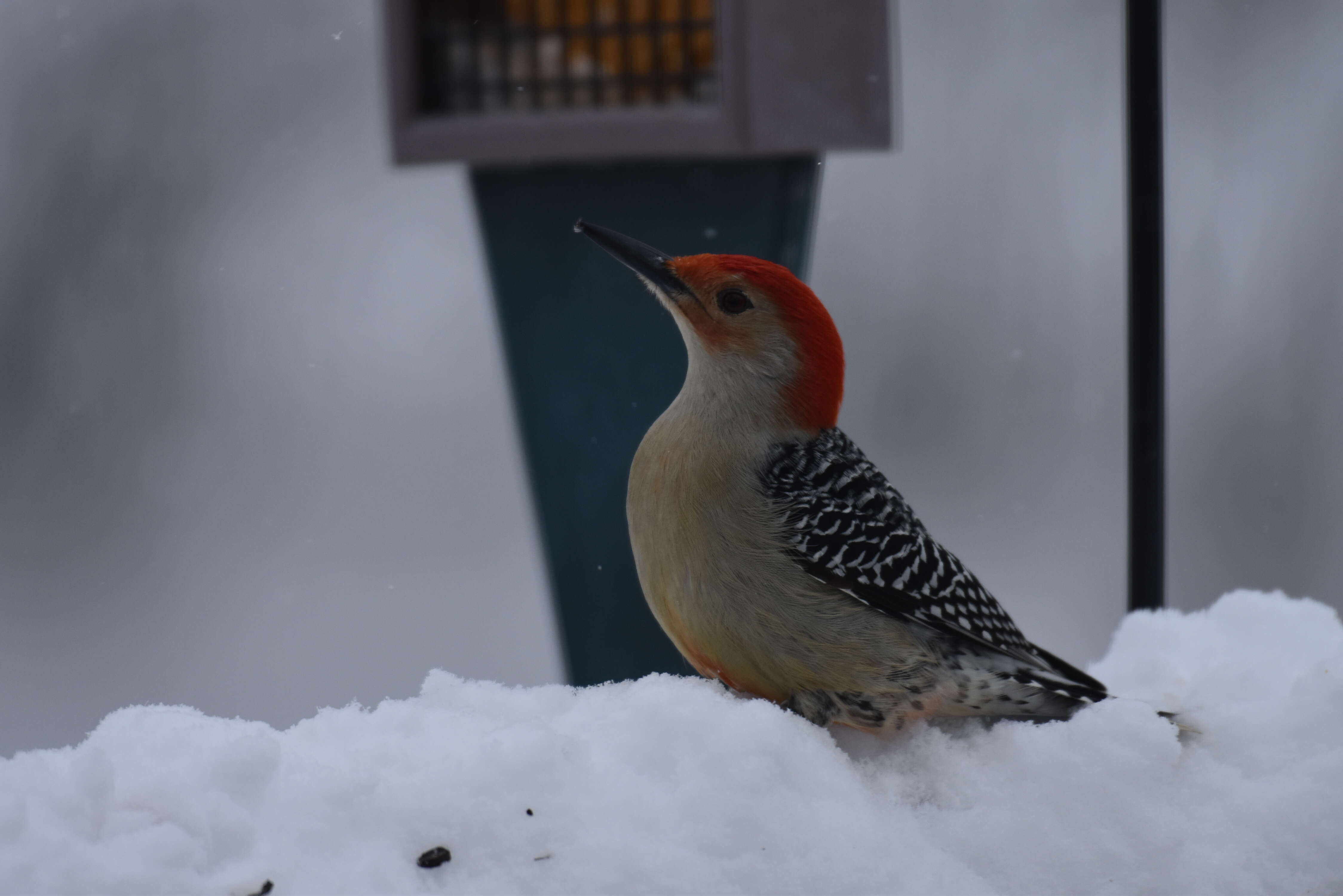 Image of Red-bellied Woodpecker