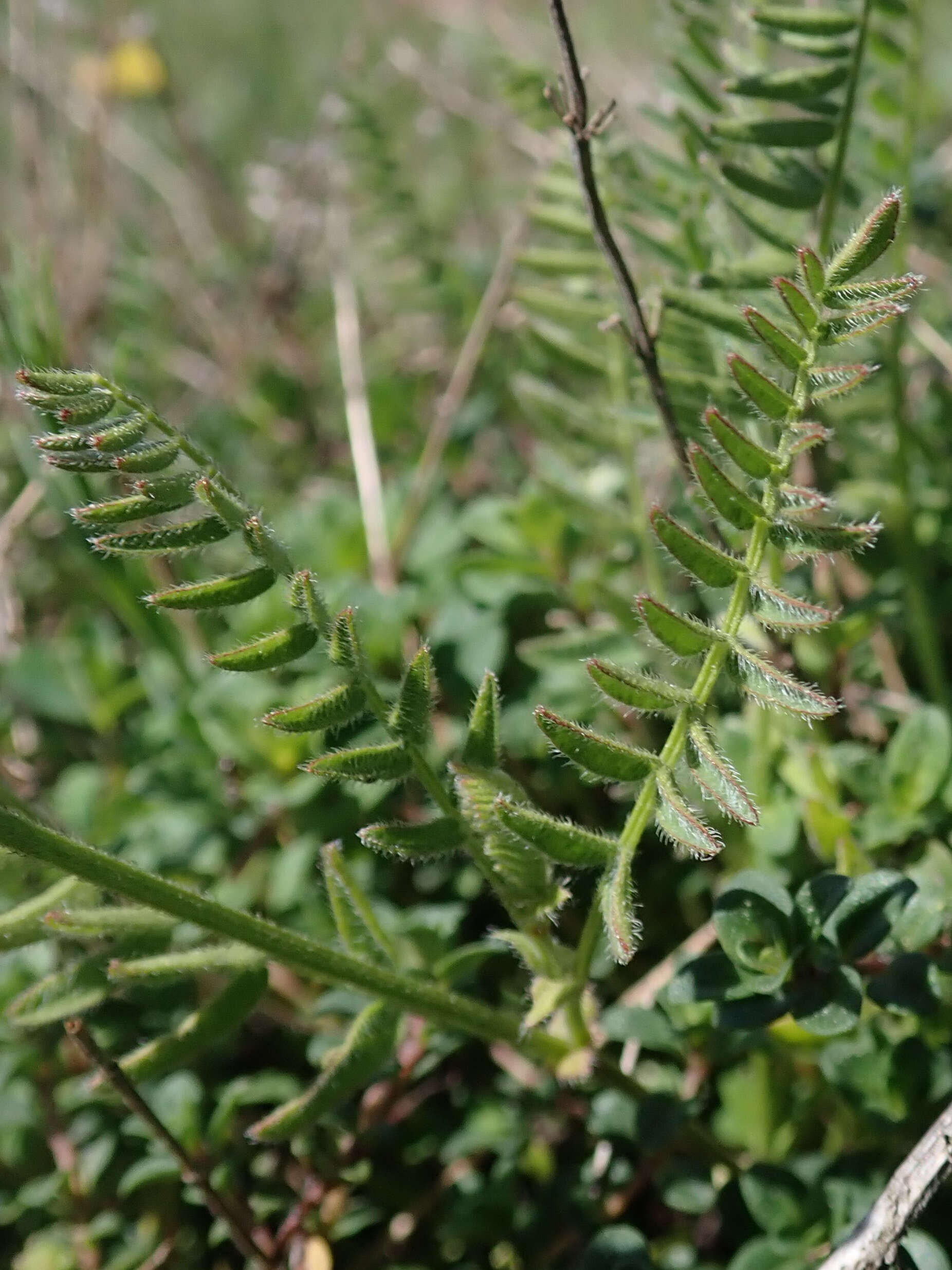 Image of Astragalus danicus Retz.