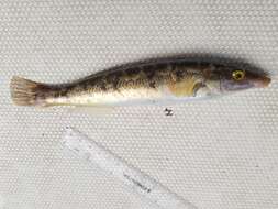 Image of Blue Rock Whiting