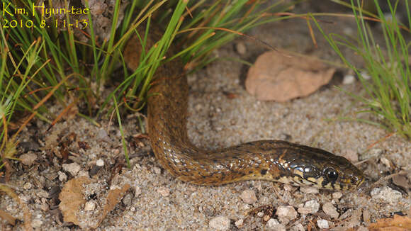 Image of Japanese Keelback