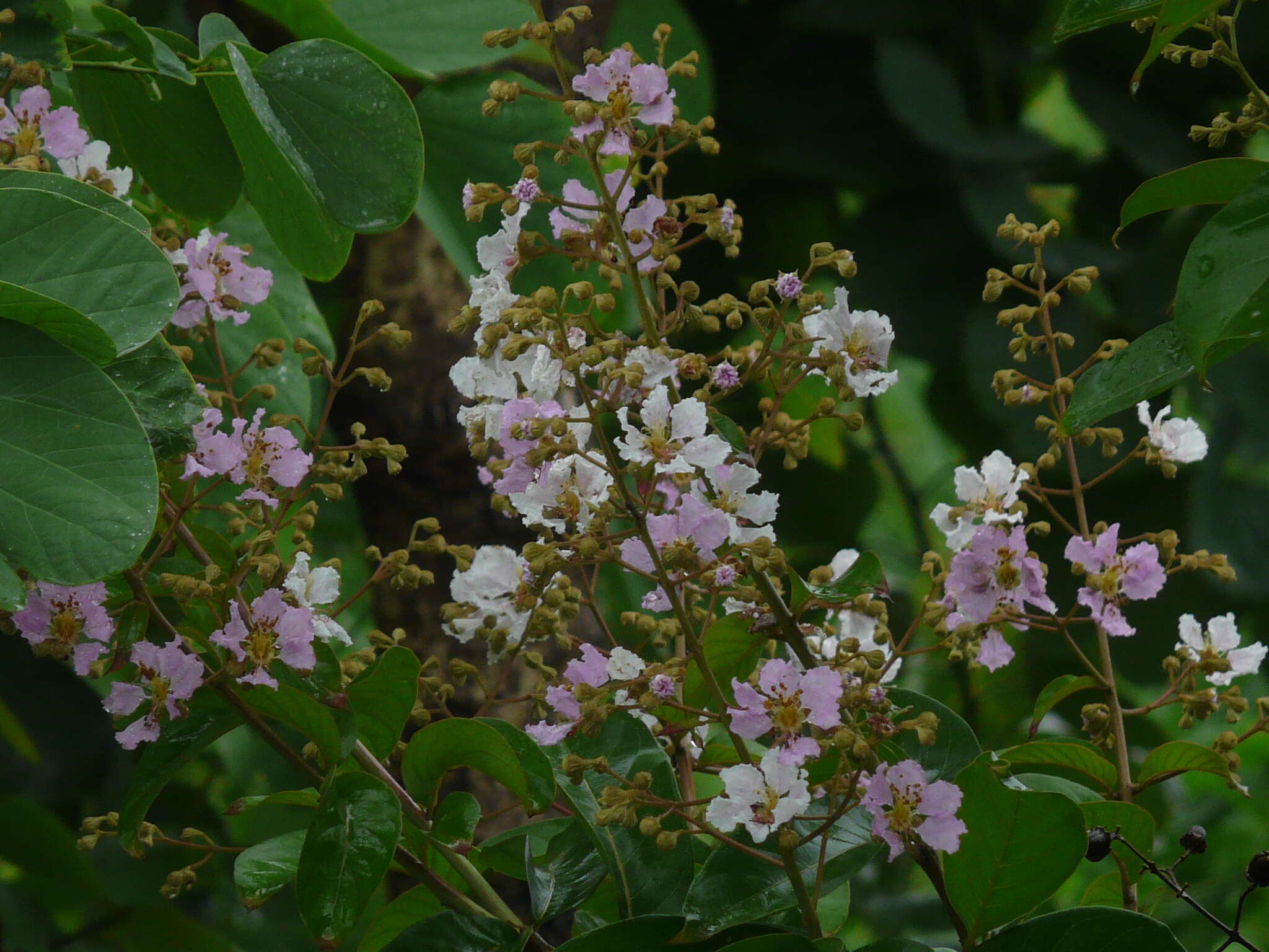 Image of Lagerstroemia duperreana Pierre ex Gagnep.