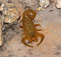 Image of Arizona Bark Scorpion