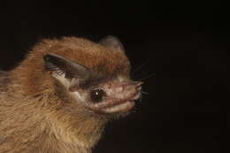 Image of Thomas's Sac-winged Bat