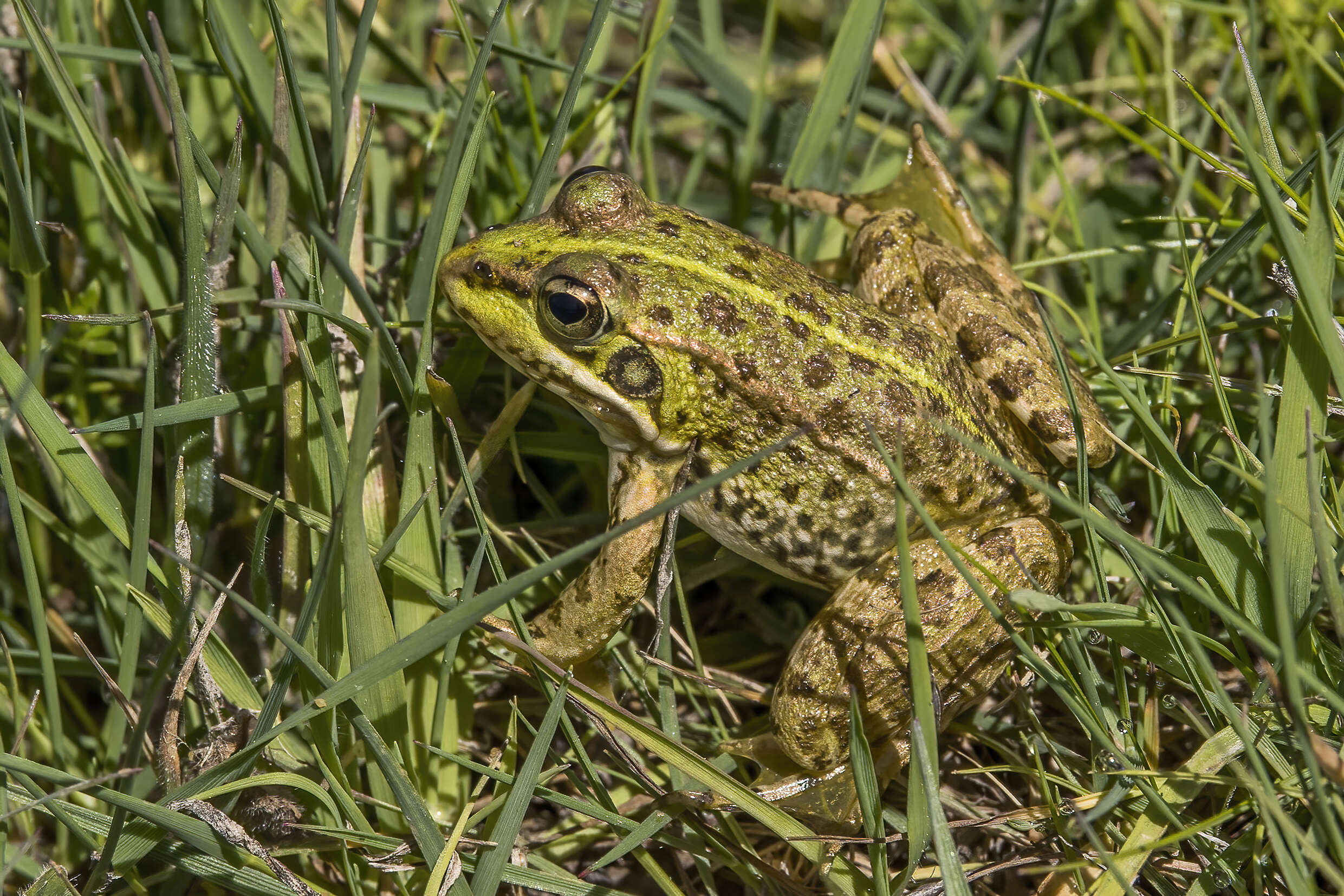 Image of Perez's Frog