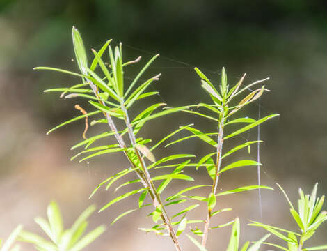 Image of Podocarpus laetus