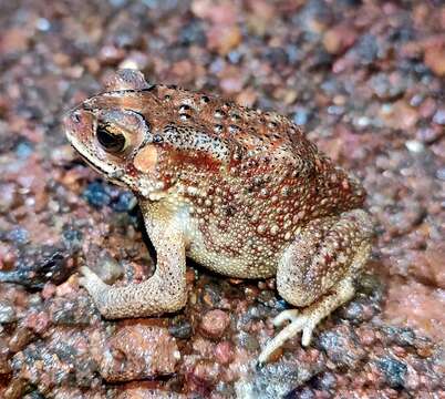 Image of Asian black-spined toad