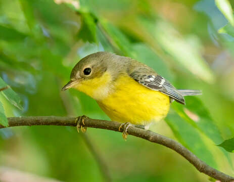 Image of Magnolia Warbler