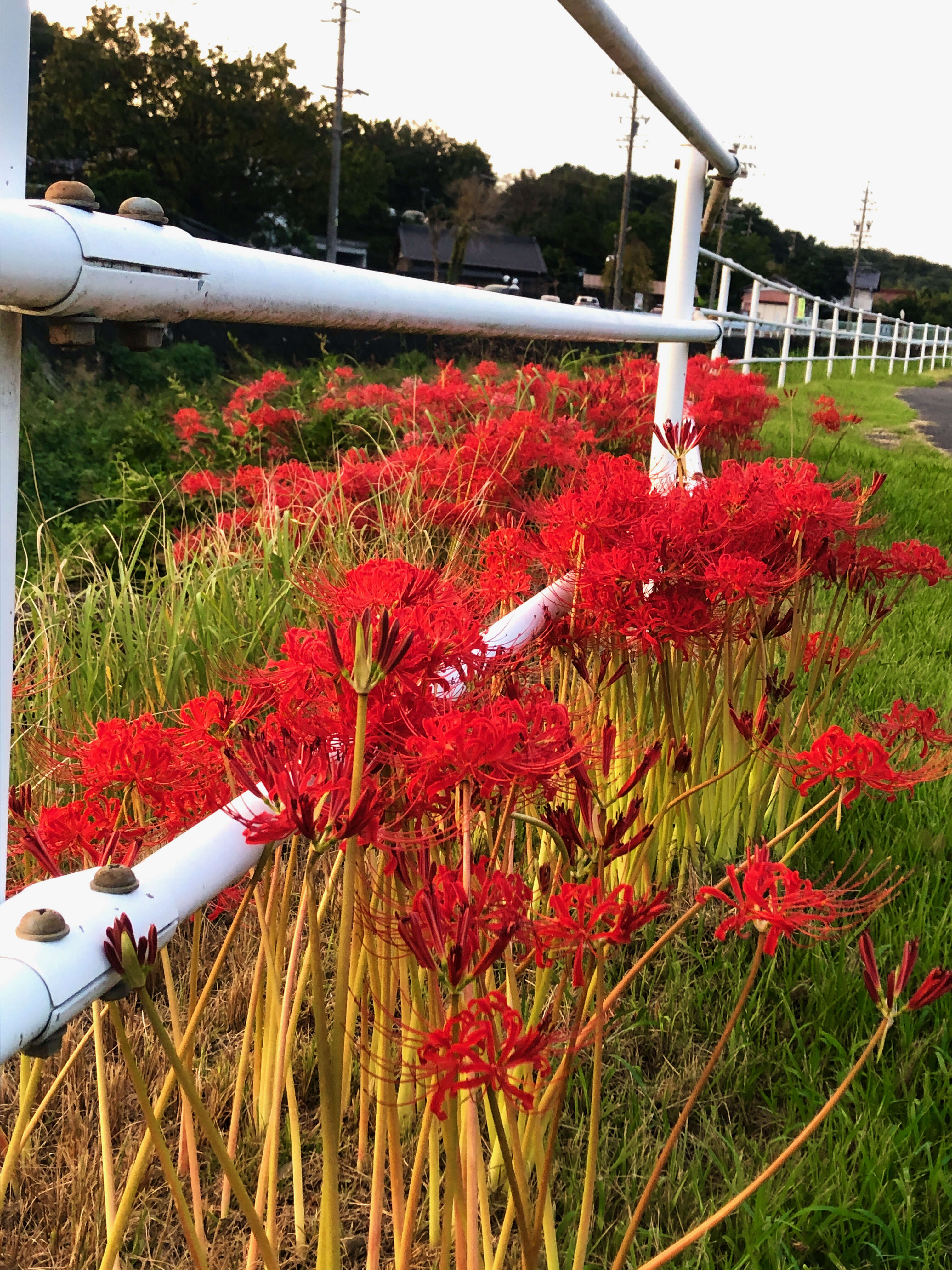 Image of red spider lily