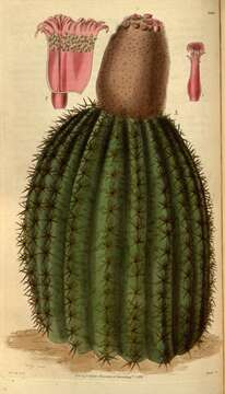 Image of Barrel Cactus