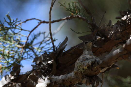 Image of Black-chinned Hummingbird