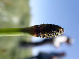Image of smooth horsetail